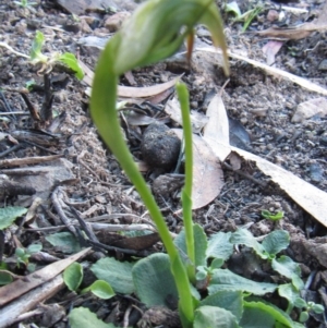 Pterostylis nutans at Acton, ACT - 24 Aug 2014