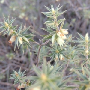 Melichrus urceolatus at Tennent, ACT - 14 Aug 2014