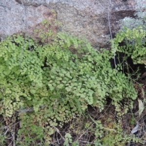 Adiantum aethiopicum at Tennent, ACT - 14 Aug 2014