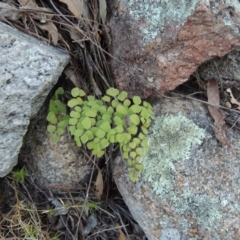 Adiantum aethiopicum at Tennent, ACT - 14 Aug 2014