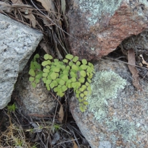 Adiantum aethiopicum at Tennent, ACT - 14 Aug 2014