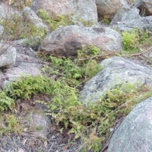 Adiantum aethiopicum at Tennent, ACT - 14 Aug 2014