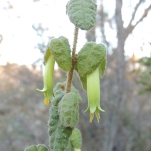 Correa reflexa var. reflexa at Tennent, ACT - 14 Aug 2014 06:07 PM