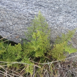 Cheilanthes austrotenuifolia at Tennent, ACT - 14 Aug 2014