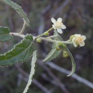 Gynatrix pulchella at Tennent, ACT - 14 Aug 2014