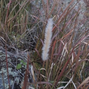 Imperata cylindrica at Tennent, ACT - 14 Aug 2014 06:56 PM