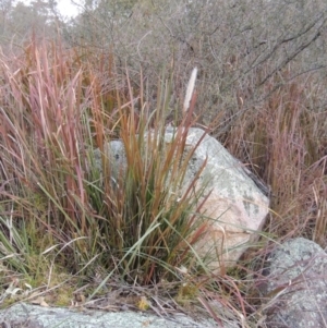 Imperata cylindrica at Tennent, ACT - 14 Aug 2014 06:56 PM