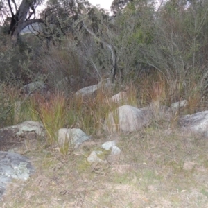 Imperata cylindrica at Tennent, ACT - 14 Aug 2014 06:56 PM