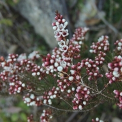 Micromyrtus ciliata (Fringed Heath-myrtle) at Tennent, ACT - 14 Aug 2014 by MichaelBedingfield