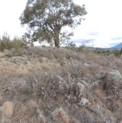 Leucopogon attenuatus (Small-leaved Beard Heath) at Pine Island to Point Hut - 10 Aug 2014 by michaelb