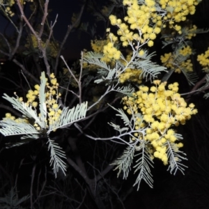 Acacia dealbata at Point Hut to Tharwa - 19 Aug 2014 07:20 PM