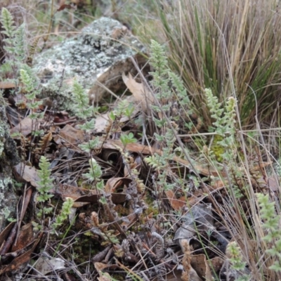 Cheilanthes distans (Bristly Cloak Fern) at Conder, ACT - 18 Aug 2014 by michaelb