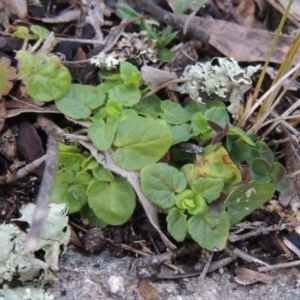 Scutellaria humilis at Conder, ACT - 18 Aug 2014 05:58 PM