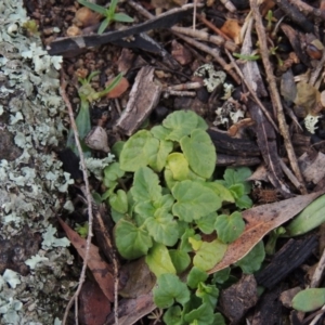 Scutellaria humilis at Conder, ACT - 18 Aug 2014