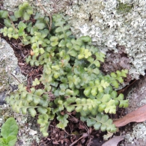 Pleurosorus rutifolius at Conder, ACT - 18 Aug 2014