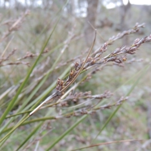 Lepidosperma laterale at Conder, ACT - 18 Aug 2014 06:04 PM