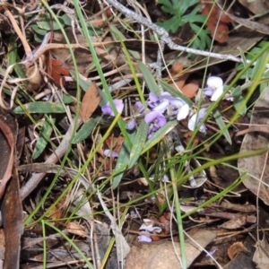 Hovea heterophylla at Conder, ACT - 18 Aug 2014