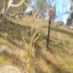 Austrostipa scabra subsp. falcata (Rough Spear-grass) at Conder, ACT - 21 Aug 2014 by michaelb