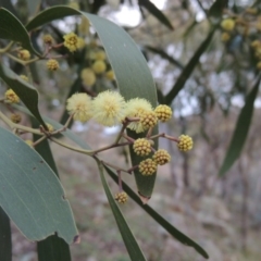 Acacia melanoxylon (Blackwood) at Rob Roy Range - 21 Aug 2014 by MichaelBedingfield