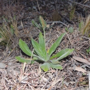 Plantago varia at Conder, ACT - 21 Aug 2014