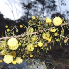 Acacia ulicifolia (Prickly Moses) at Rob Roy Range - 21 Aug 2014 by MichaelBedingfield