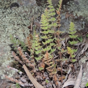 Cheilanthes distans at Conder, ACT - 21 Aug 2014 06:57 PM