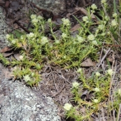 Scleranthus diander (Many-flowered Knawel) at Conder, ACT - 21 Aug 2014 by michaelb