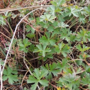 Geranium sp. Pleated sepals (D.E.Albrecht 4707) Vic. Herbarium at Hume, ACT - 23 Aug 2014