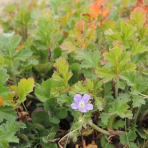 Erodium crinitum at Hume, ACT - 23 Aug 2014