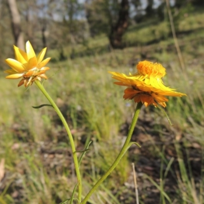 Xerochrysum viscosum (Sticky Everlasting) at Tuggeranong Hill - 7 Nov 2015 by michaelb