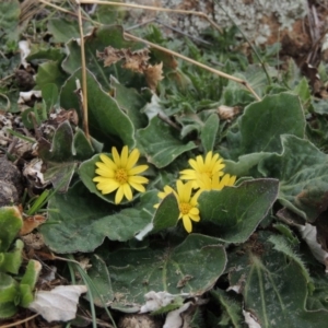 Cymbonotus sp. (preissianus or lawsonianus) at Hume, ACT - 23 Aug 2014 01:26 PM