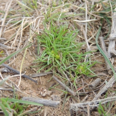 Isoetopsis graminifolia (Grass Cushion Daisy) at Hume, ACT - 23 Aug 2014 by MichaelBedingfield