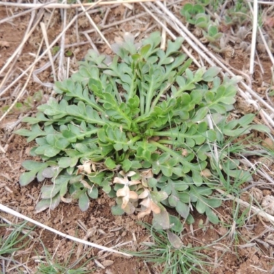 Goodenia pinnatifida (Scrambled Eggs) at Hume, ACT - 23 Aug 2014 by MichaelBedingfield