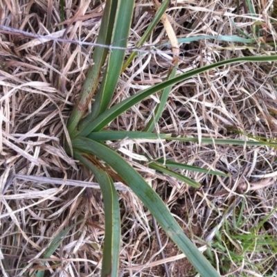 Dianella sp. aff. longifolia (Benambra) (Pale Flax Lily, Blue Flax Lily) at Molonglo Valley, ACT - 26 Aug 2014 by MichaelMulvaney