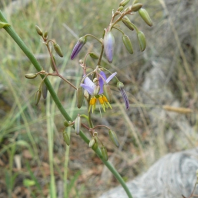 Dianella sp. aff. longifolia (Benambra) (Pale Flax Lily, Blue Flax Lily) at Deakin, ACT - 15 Nov 2012 by MichaelMulvaney