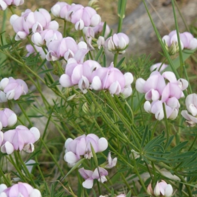 Lotus australis (Austral Trefoil) at Deakin, ACT - 23 Nov 2012 by MichaelMulvaney