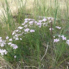 Lotus australis at Deakin, ACT - 24 Nov 2012