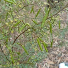 Indigofera adesmiifolia (Tick Indigo) at Deakin, ACT - 8 Dec 2012 by MichaelMulvaney