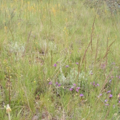 Swainsona sericea (Silky Swainson-Pea) at Red Hill, ACT - 24 Oct 2010 by MichaelMulvaney