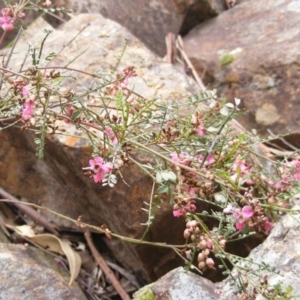 Indigofera adesmiifolia at Red Hill, ACT - 24 Oct 2010