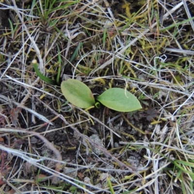 Ophioglossum lusitanicum (Adder's Tongue) at Theodore, ACT - 24 Aug 2014 by MichaelBedingfield