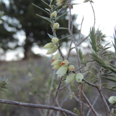 Melichrus urceolatus (Urn Heath) at Tuggeranong DC, ACT - 24 Aug 2014 by michaelb