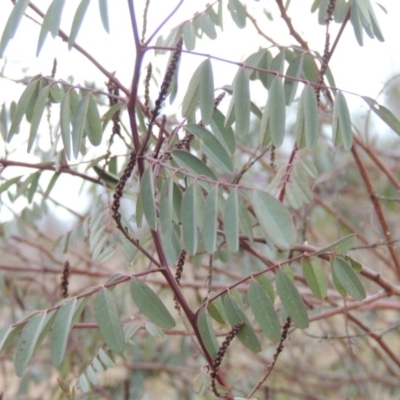 Indigofera australis subsp. australis (Australian Indigo) at Melrose - 30 Jun 2014 by MichaelBedingfield