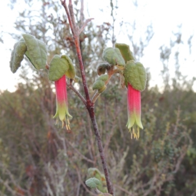 Correa reflexa var. reflexa (Common Correa, Native Fuchsia) at Greenway, ACT - 29 Apr 2014 by michaelb