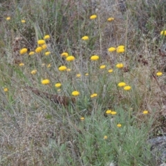 Leptorhynchos squamatus (Scaly Buttons) at Tuggeranong Hill - 7 Nov 2015 by michaelb