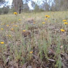 Leptorhynchos squamatus at Theodore, ACT - 7 Nov 2015