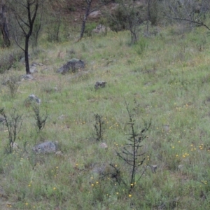 Leptorhynchos squamatus at Theodore, ACT - 7 Nov 2015