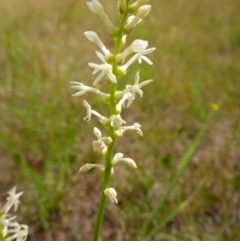 Stackhousia monogyna (Creamy Candles) at Bigga, NSW - 17 Oct 2015 by JanetRussell