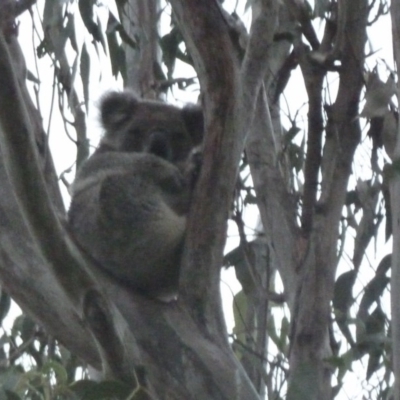 Phascolarctos cinereus (Koala) at Girards Hill, NSW - 9 Nov 2015 by kaysherring