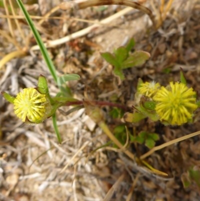 Triptilodiscus pygmaeus (Annual Daisy) at Bigga, NSW - 17 Oct 2015 by JanetRussell